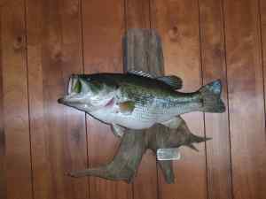 8lb. Bass