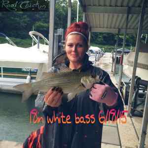 white bass