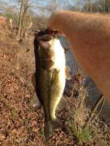 Creek Catch