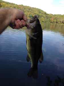 My First Largemouth Ever