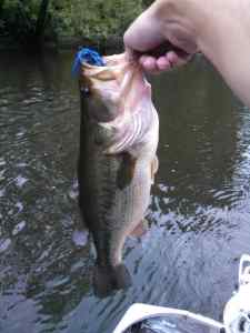 4 lb. River LM