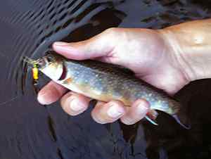 Black River Brookie