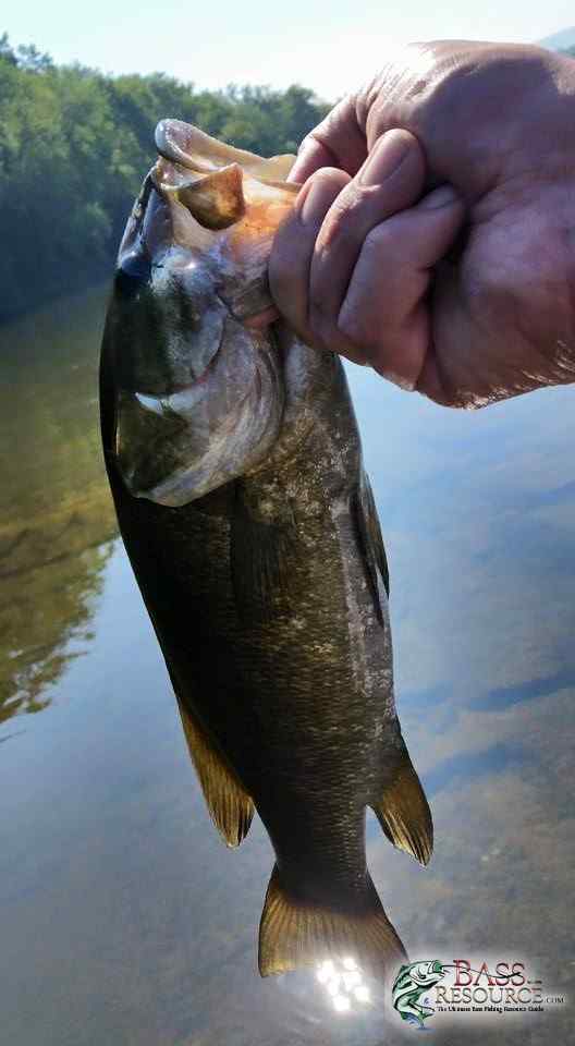 Potomac Smallmouth