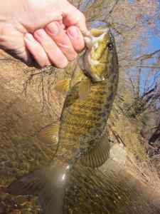 115smallmouth