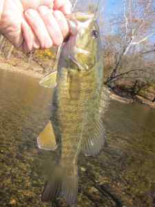 145smallmouth