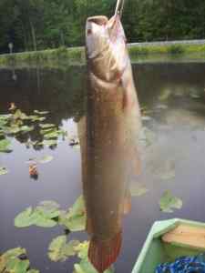 4 Lb bowfin At boyou (2)