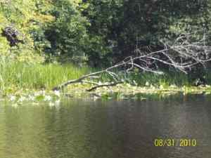 lilies, trees