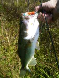 Fall bass