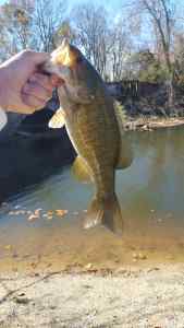 smallmouth 1