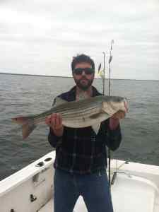 Big striper