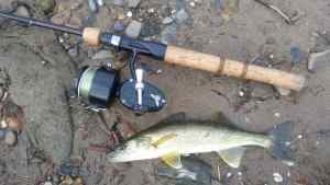 Potomac walleye