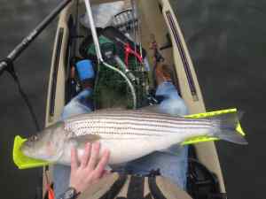 3-10-2014 - First Striper