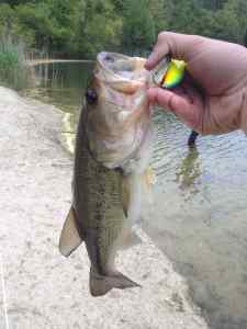 1lb 8oz Crankbait Catch