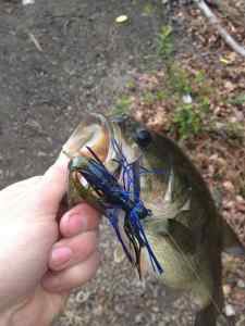 Jig Bass 1lb 15oz