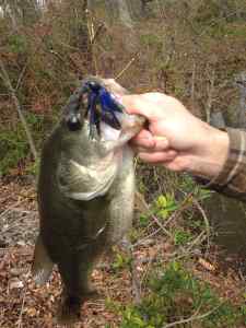 Jig Bass 3lb 5oz