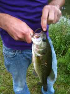 large mouth bass