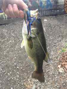 Jig Bass 1lb 15oz