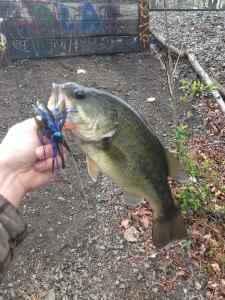 Jig Bass 1lb 15oz