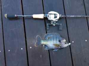 Alligator Lake Bluegill