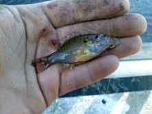 Bluegill