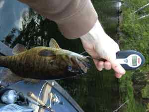 3lb smallie