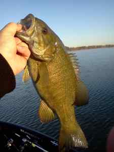 smallmouth