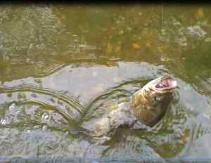 PB smallmouth1