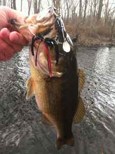 2 oound 10 ounce Largemouth at Wrights Pond 4-11-13