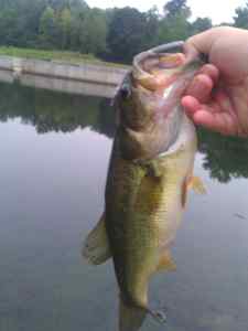 ANOTHER HAWG FROM MY HONEY HOLE