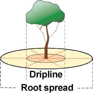 Tree drip line