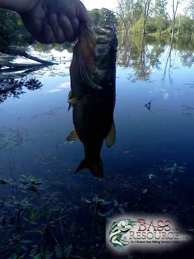 NHTI Pond July 2012