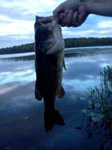 627LARGEMOUTH