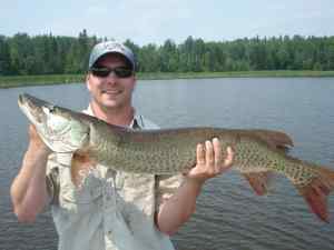 42 inch Musky