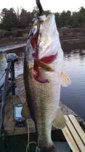 Thanksgiving Day Bass