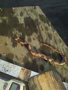 Copperhead