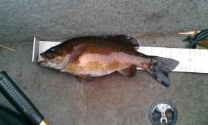 Fat little Smallmouth Lovell lake NH