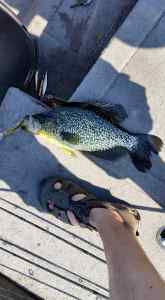 Great East crappie