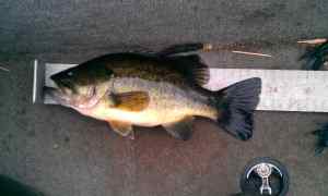 Fat little Largemouth Lovell lake NH