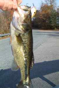 Nov. 10, 2012   Lake Tuckahoe (2)