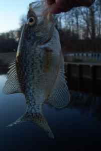 Mar. 20, 2013   Lake Tuckahoe