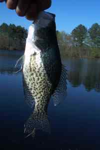 Apr. 18, 2013   Smithville Lake (2)