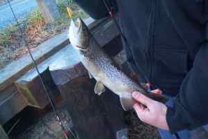 Nov. 29, 2012   Lake Tuckahoe (2)