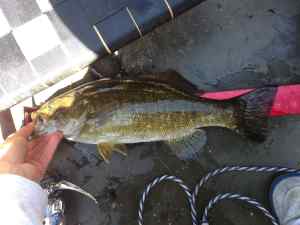 smallie 065