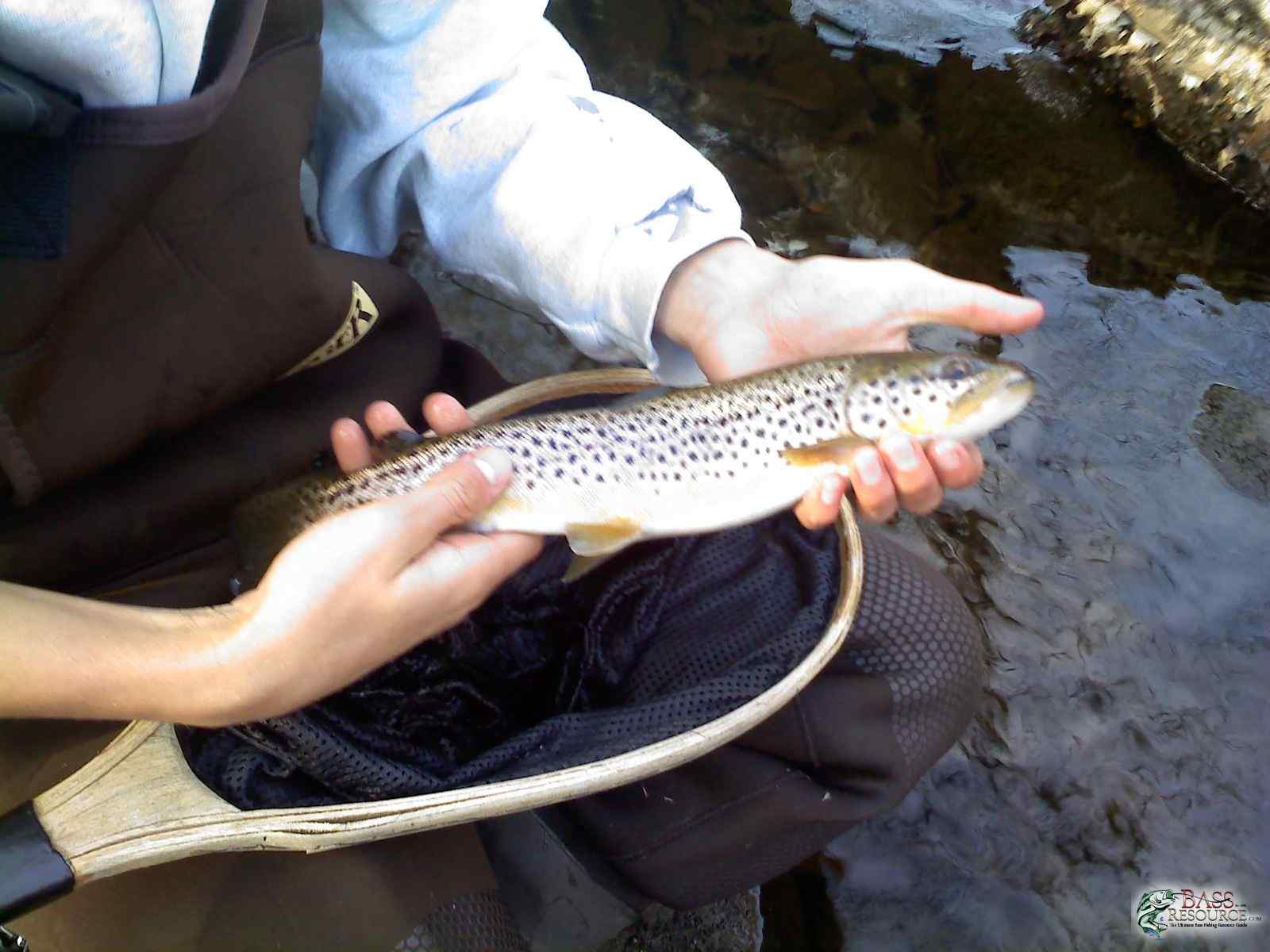 November Trout in Small Stream