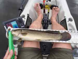 Bowfin1