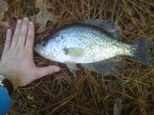 January crappie