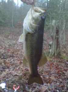 January bass