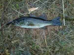 November bass