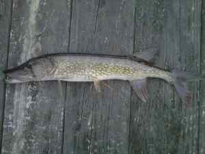 Bridge pickerel 2