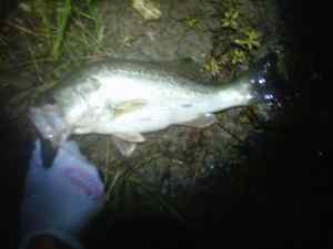 Night bass